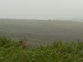 Heathland in the rain, New Forest P1120578